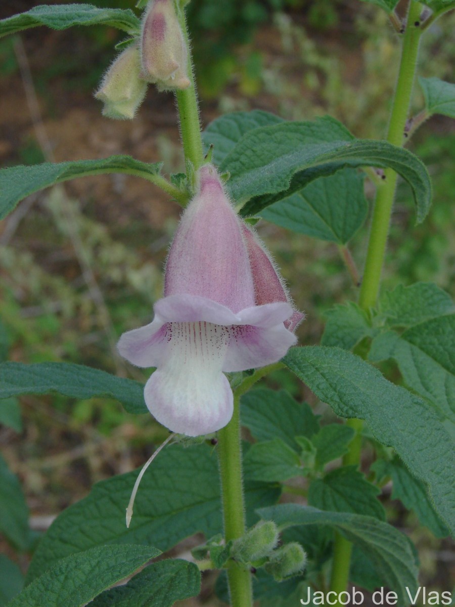 Sesamum radiatum Thonn. ex Hornem.